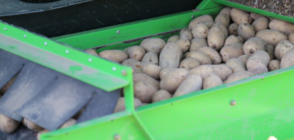 aardappelen pootgoed aardappelen poten