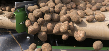 aardappelen akkerbouw aardappeloogst rooien