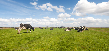 gras grasland melkveebedrijf koeien weidegang grazen