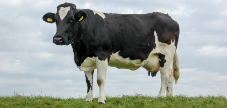 gras grasland melkveebedrijf koeien weidegang