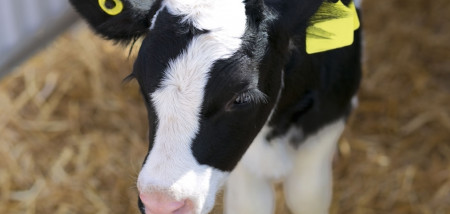 melkveebedrijf koeien jongvee kalf