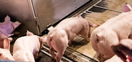 transport veevervoer varkens - agri