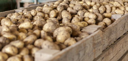 aardappelen kisten bewaring akkerbouw aardappelbewaring opslag