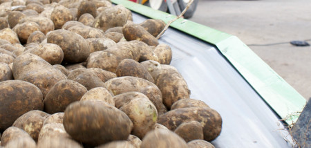 aardappelen akkerbouw aardappeloogst