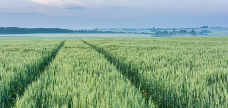 akkerbouw tarweveld frankrijk tarwe - agri graan - agri