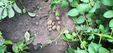 aardappelen aardappelperceel groeiseizoen
