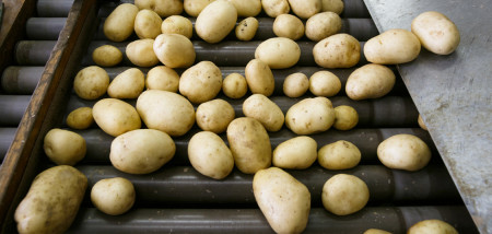 aardappelen akkerbouw aardappelverwerking sorteren