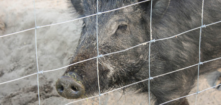 wildzwijn zwijn hek afrikaanse varkenspest varkens - agri