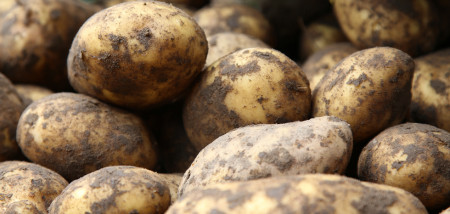 aardappelen aardappeloogst agria