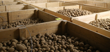 aardappelen kisten aardappelbewaring pootaardappel