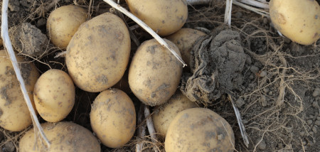 aardappelen pootaardappel moederknol