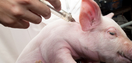 biggen vaccin varkens - agri