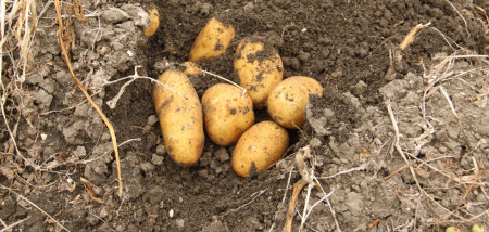 aardappelen Innovator