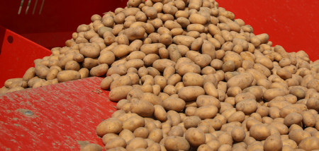 aardappelen pootgoed