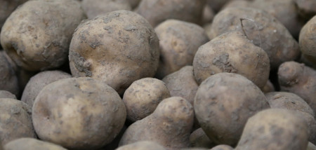 aardappelen Avarna Zetmeel