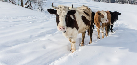 koeien sneeuw
