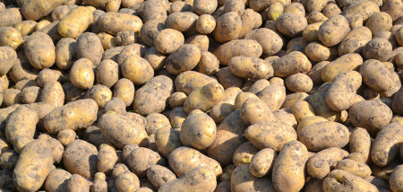 aardappelen aardappeloogst