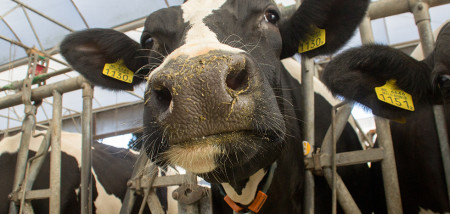 melkveebedrijf koeien koeienstal