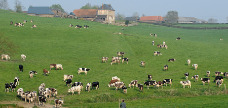 koeien frankrijk
