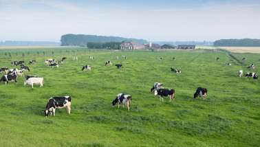 melkveebedrijf koeien weidegang