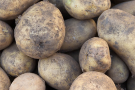 Waarom blijft de fysieke aardappelmarkt staan?