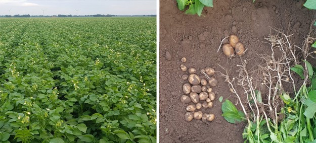 Hoeveel knollen telt een aardappelplant in 2020? - Gewastour Week 25