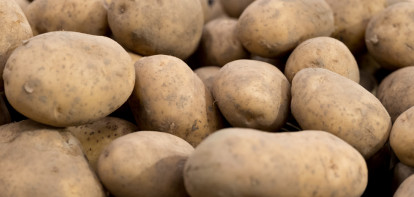 aardappelen akkerbouw aardappeloogst aardappelbewaring
