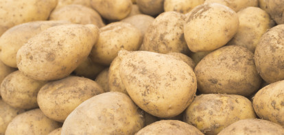 aardappelen bewaring akkerbouw aardappeloogst aardappelbewaring
