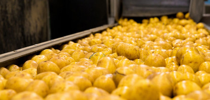 aardappelen akkerbouw aardappelverwerking verwerking