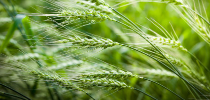 champ de blé arable champ de céréales blé - agriculture
