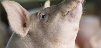Kan Duitse varkensprijs onder druk staande blijven?