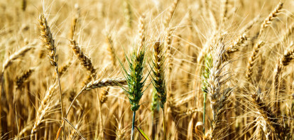 akkerbouw graan tarwe tarweveld graanveld aar