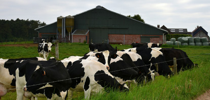 ferme laitière vaches belgique