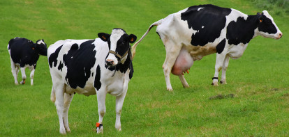 melkveebedrijf koeien weidegang belgie