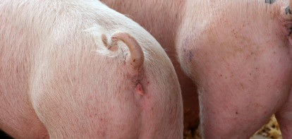 Duitse varkensprijs stabiel, maar ontbeert impuls