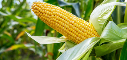 Prijsstijging maïs en soja ten einde?
