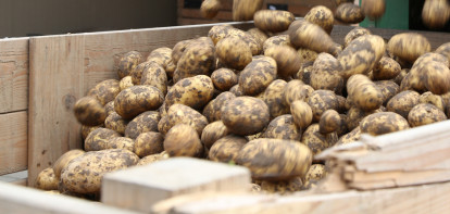 aardappelen kisten agria