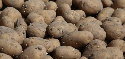pommes de terre de semence Fontane