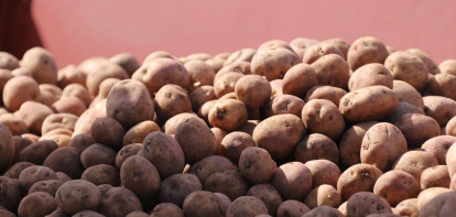 semence de pommes de terre