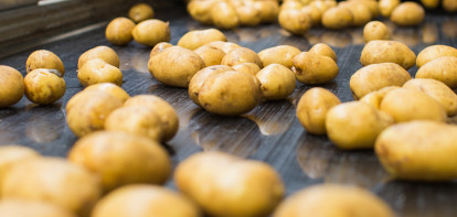aardappelen aardappelexport