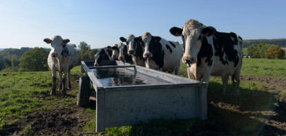 melkveebedrijf koeien belgie