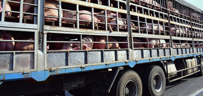 Vietnam legt import van Thaise varkens stil