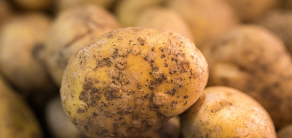 Canadese aardappeltelers halen recordoogst binnen