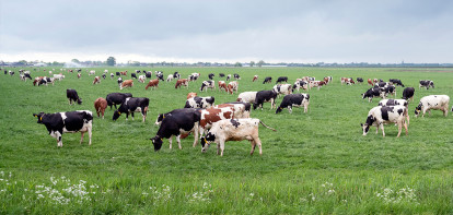 Boerenbusiness lanceert Weide Melkprijsvergelijker