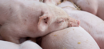 De varkensmarkt is onveranderd impulsloos