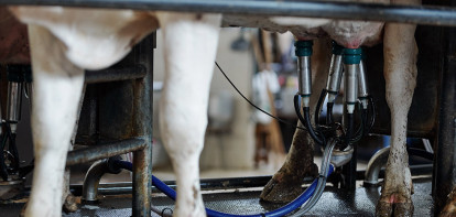 robot de traite des vaches laitières