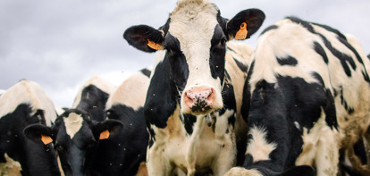 Zowel minder melkvee als vleesvee in Europa 