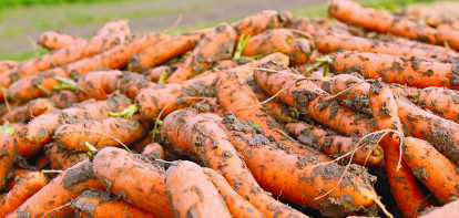 récolte de carottes