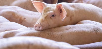 Overstromingen China funest voor varkenssector