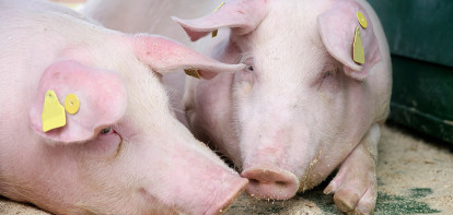 Crisis brengt Belgische varkenssector bijeen  